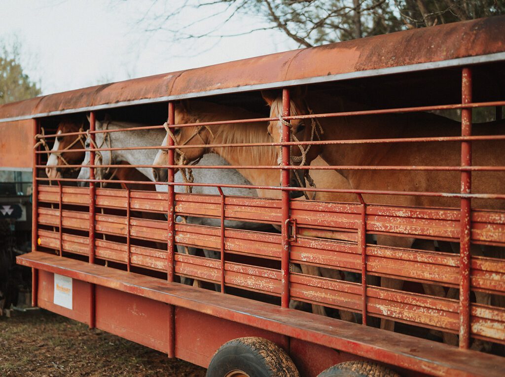 Horses waiting for engagement photos to begin